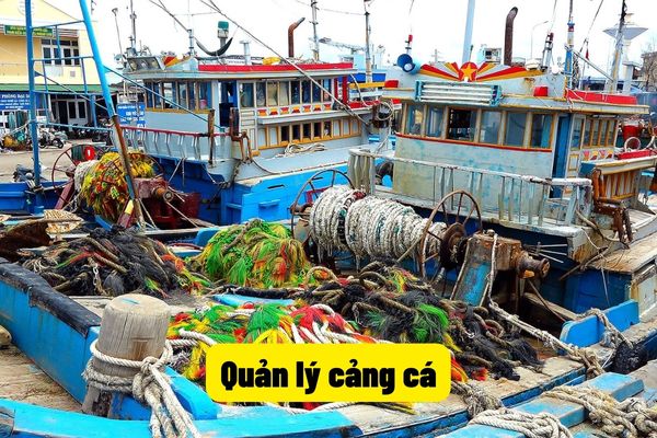 Quản lý cảng cá