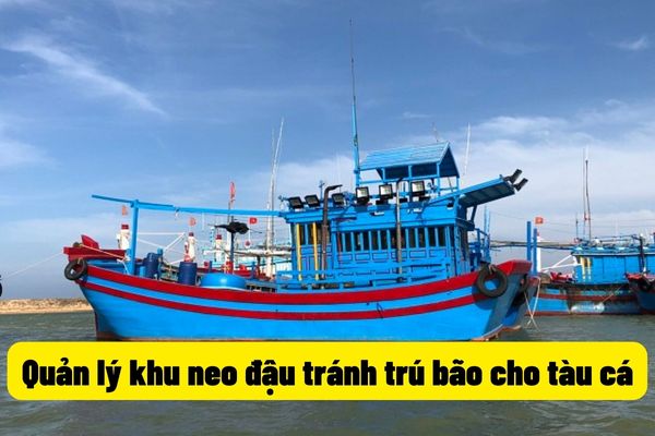 Quản lý khu neo đậu tránh trú bão cho tàu cá