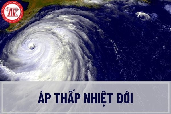 Pháp luật