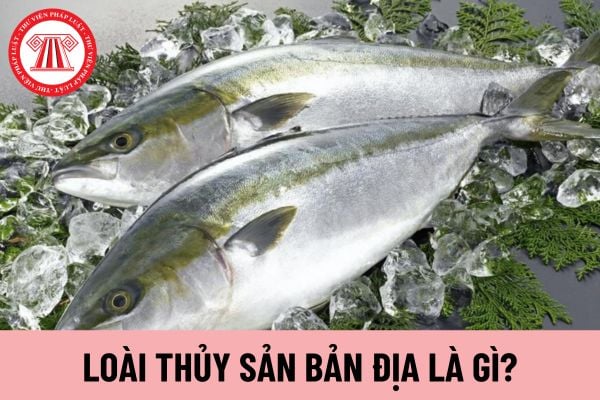 Pháp luật